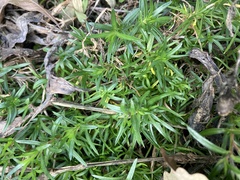 Phlox subulata