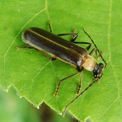 Podabrus flavicollis