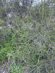 Adenostoma fasciculatum
