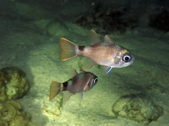 Nectamia fusca