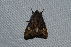 Euplexia benesimilis