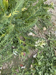 Astragalus pomonensis