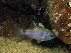 Nectamia fusca