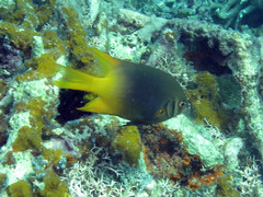 Neoglyphidodon nigroris