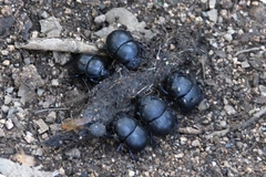 Thorectes intermedius