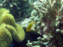 Neoglyphidodon nigroris