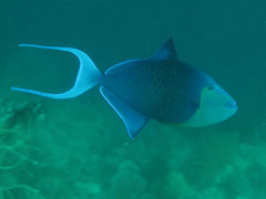 Odonus niger