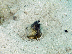 Ophichthus altipennis