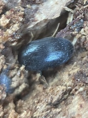 Eustrophopsis