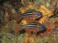 Ostorhinchus compressus