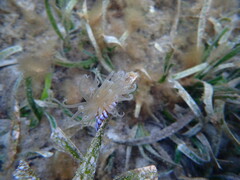 Anthothoe albocincta