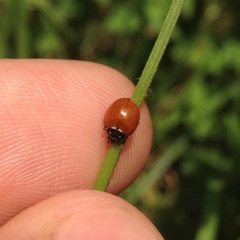 Cycloneda emarginata