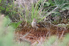 Hymenops perspicillatus