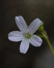 Claytonia lanceolata