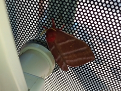 Cerodirphia rosacordis