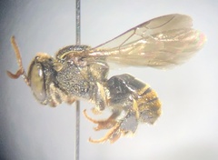 Nannotrigona perilampoides