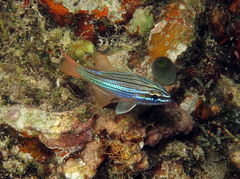Ostorhinchus multilineatus