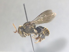 Nannotrigona perilampoides