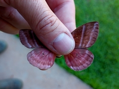 Cerodirphia rosacordis