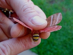 Cerodirphia rosacordis