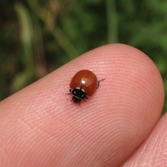 Cycloneda emarginata