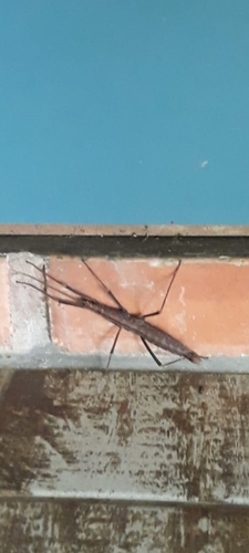 Urucumania dentata