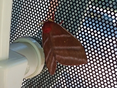 Cerodirphia rosacordis