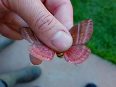 Cerodirphia rosacordis