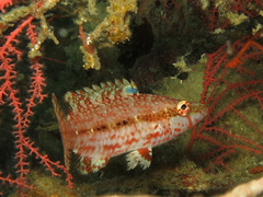 Oxycheilinus arenatus