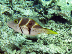 Paraluteres prionurus