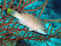 Oxycheilinus digramma