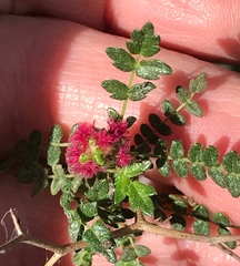 Sarcopoterium spinosum