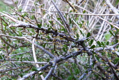 Melicytus