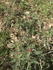 Sarcopoterium spinosum
