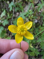 Ranunculus occidentalis occidentalis