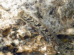 Periophthalmus argentilineatus