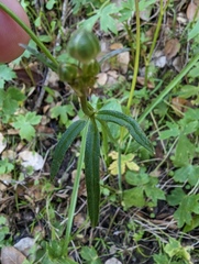 Ranunculus occidentalis occidentalis