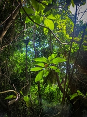 Aphrastura spinicauda