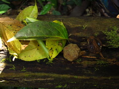 Panda oleosa