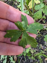 Ranunculus occidentalis occidentalis