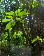 Aphrastura spinicauda