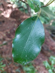 Griselinia