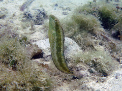 Petroscirtes variabilis