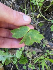 Ranunculus occidentalis occidentalis