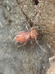 Dicyrtomidae