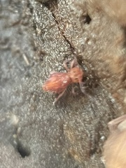 Dicyrtomidae