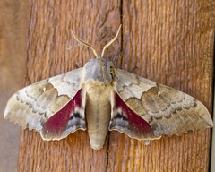 Pachysphinx occidentalis