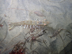 Penaeus californiensis