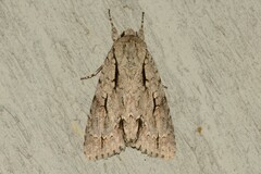 Acronicta lobeliae