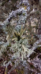 Ramalina fraxinea